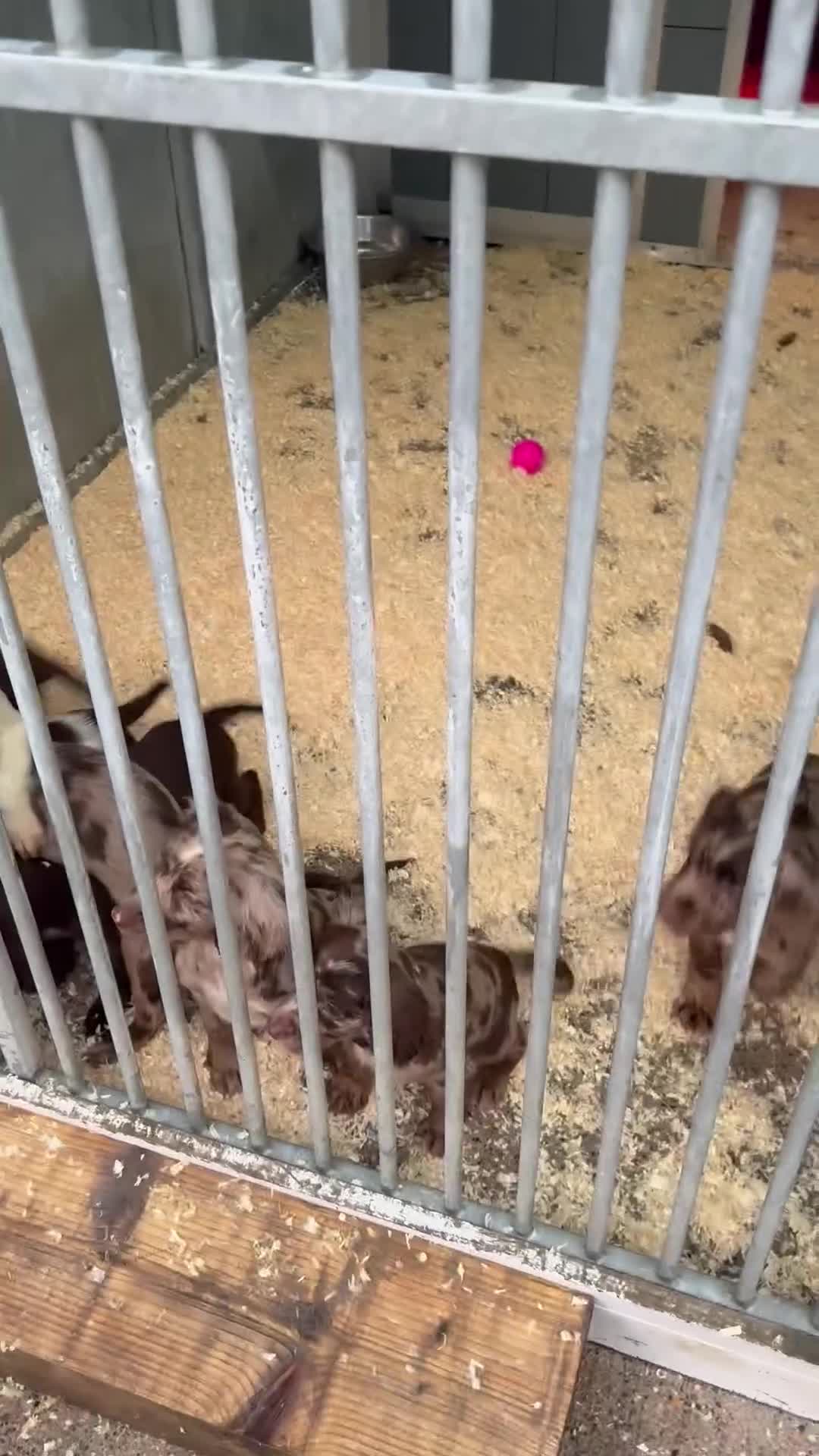 Cocker Spaniel dogs for sale: Cocker Spaniel Puppy’s (🍫Merle)  - Video 2