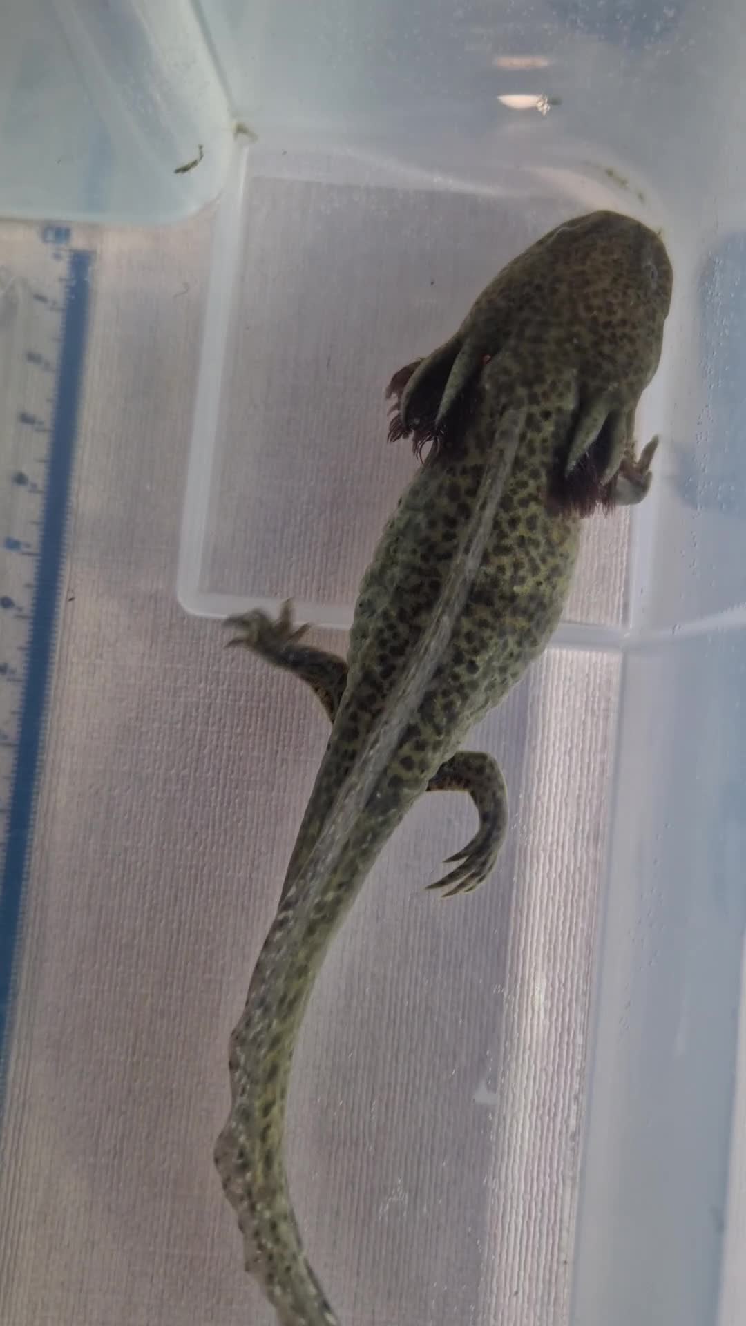 Axolotl reptiles for sale: Axolotls - Video 5