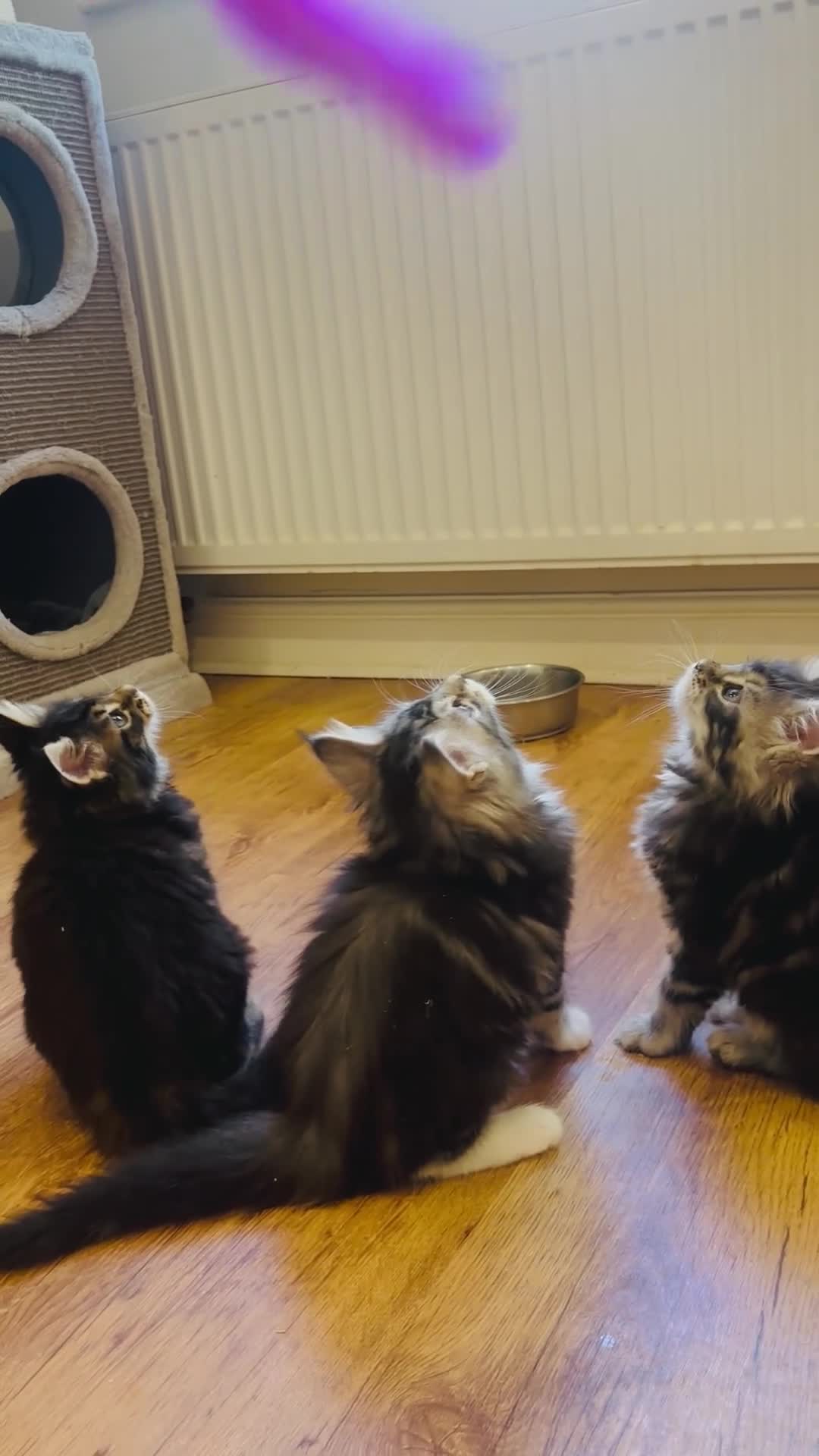 Maine Coon cats for sale: Beautiful chunky Maine Coon Kittens   - Video 1