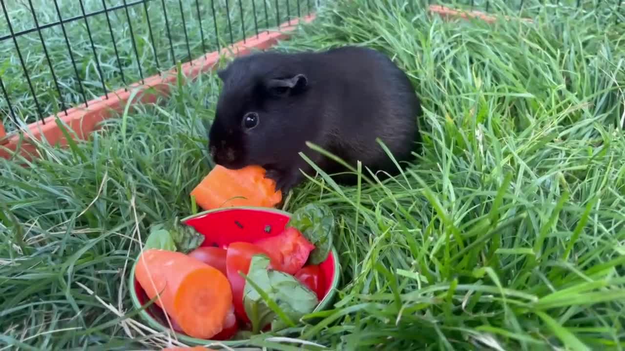 Guinea Pig rodents for sale: Male Guinea pig - Video 1