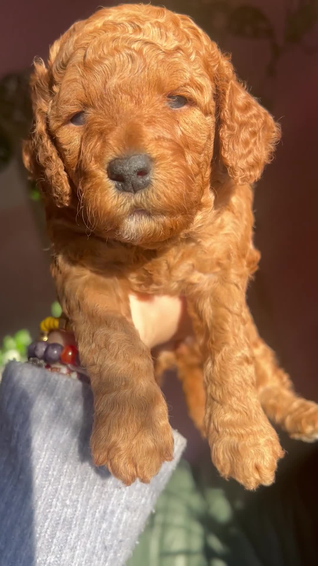 Cockapoo dogs for sale: 5 Stunning Cockapoo girls 💖 - Video 3
