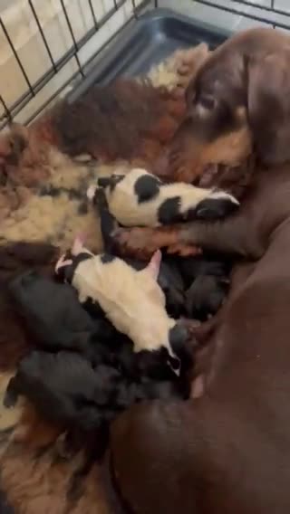 Norfolk Terrier dogs for stud: 3/4 Norfolk x 1/4 Jack Russell proven stud in Burton-on-Trent - Video 1