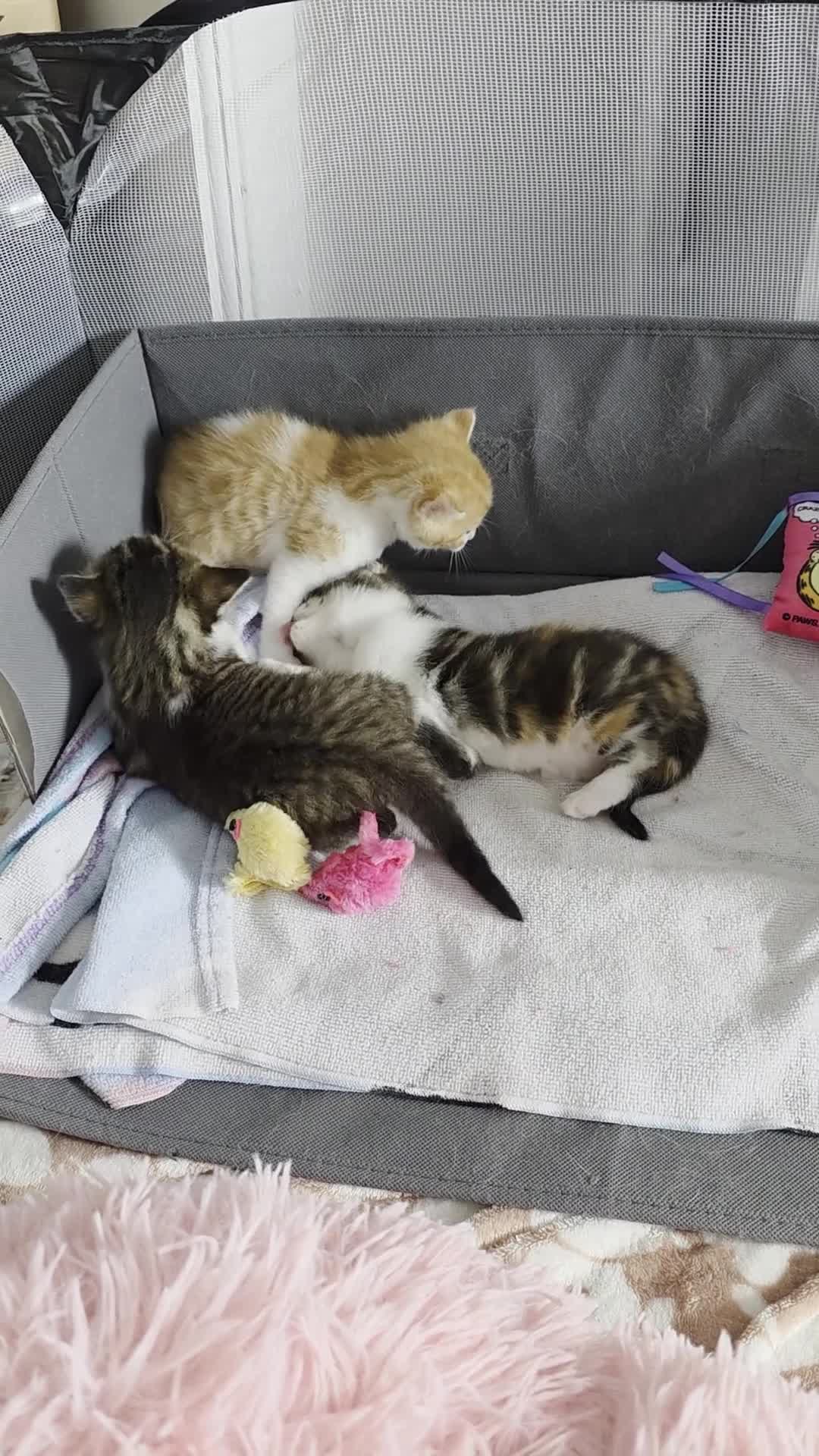 Mixed Breed cats for sale: Beautiful Fluffy Kittens 2 Boys 1 Girl - Video 2
