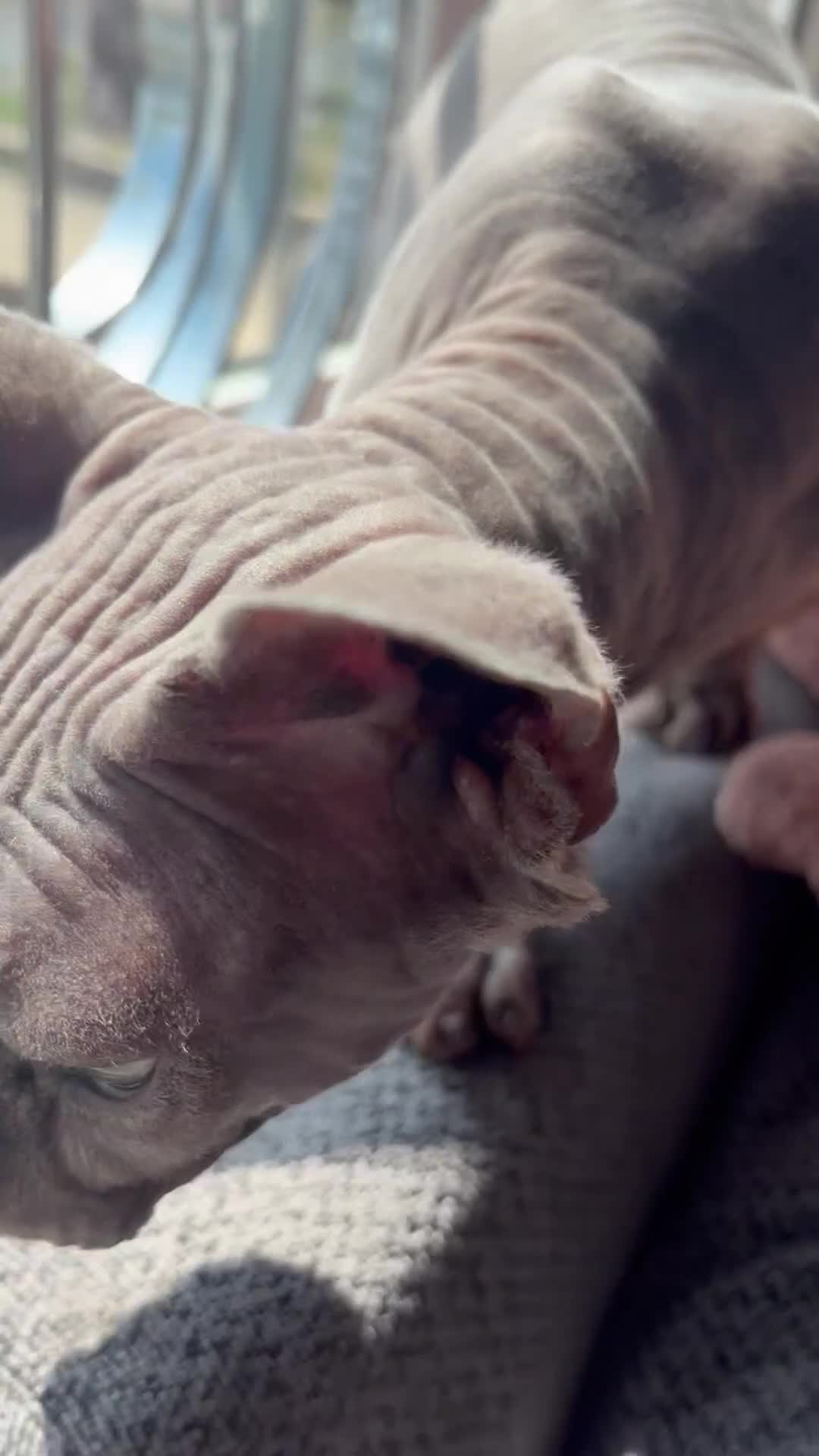 Sphynx cats for sale: Beautiful male and female  - Video 2