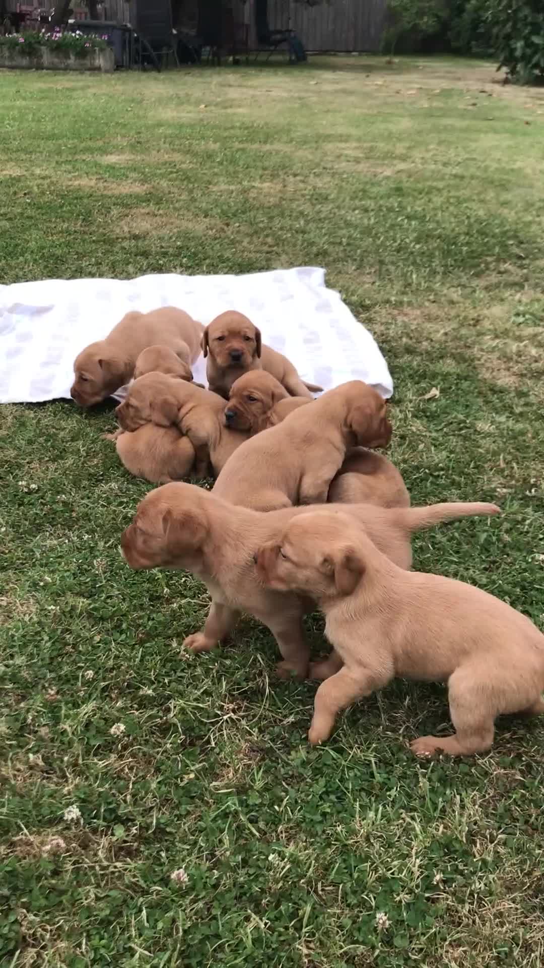 Labrador Retriever dogs for sale: Fox Red Labrador Puppies for sale - Video 1