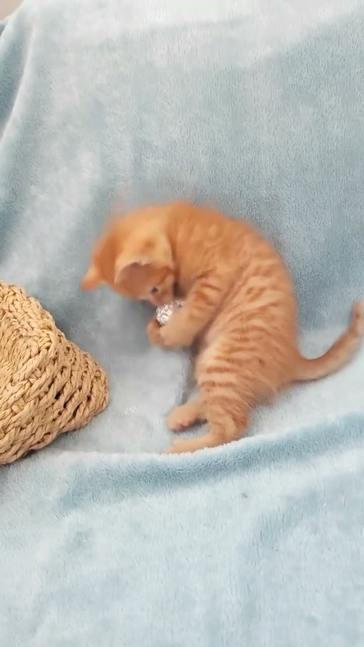 Mixed Breed cats for sale: Beautiful Kittens Videos in Barnsley - Video 4