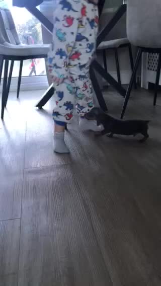 Miniature Dachshund dogs for sale: REDUCE PRICE ONE BLUE&TAN BOY LEFT - Video 1