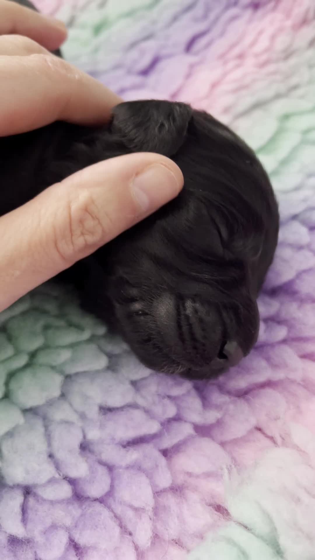 Labradoodle dogs for sale: ⭐️Miniature Multigen Labradoodle Puppies⭐️ - Video 1