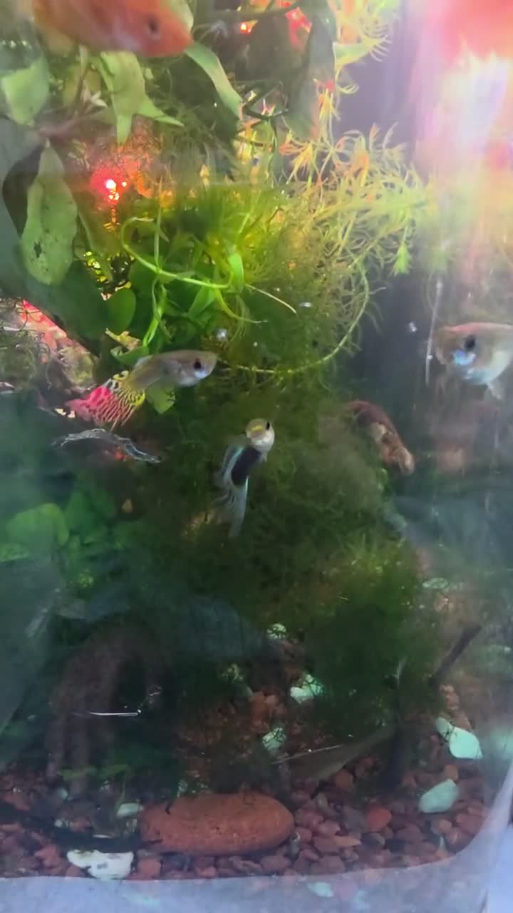 Other/Mixed Breed fish for sale: 80L Aquarium, Fish, Plants & Equipment in London - Video 4