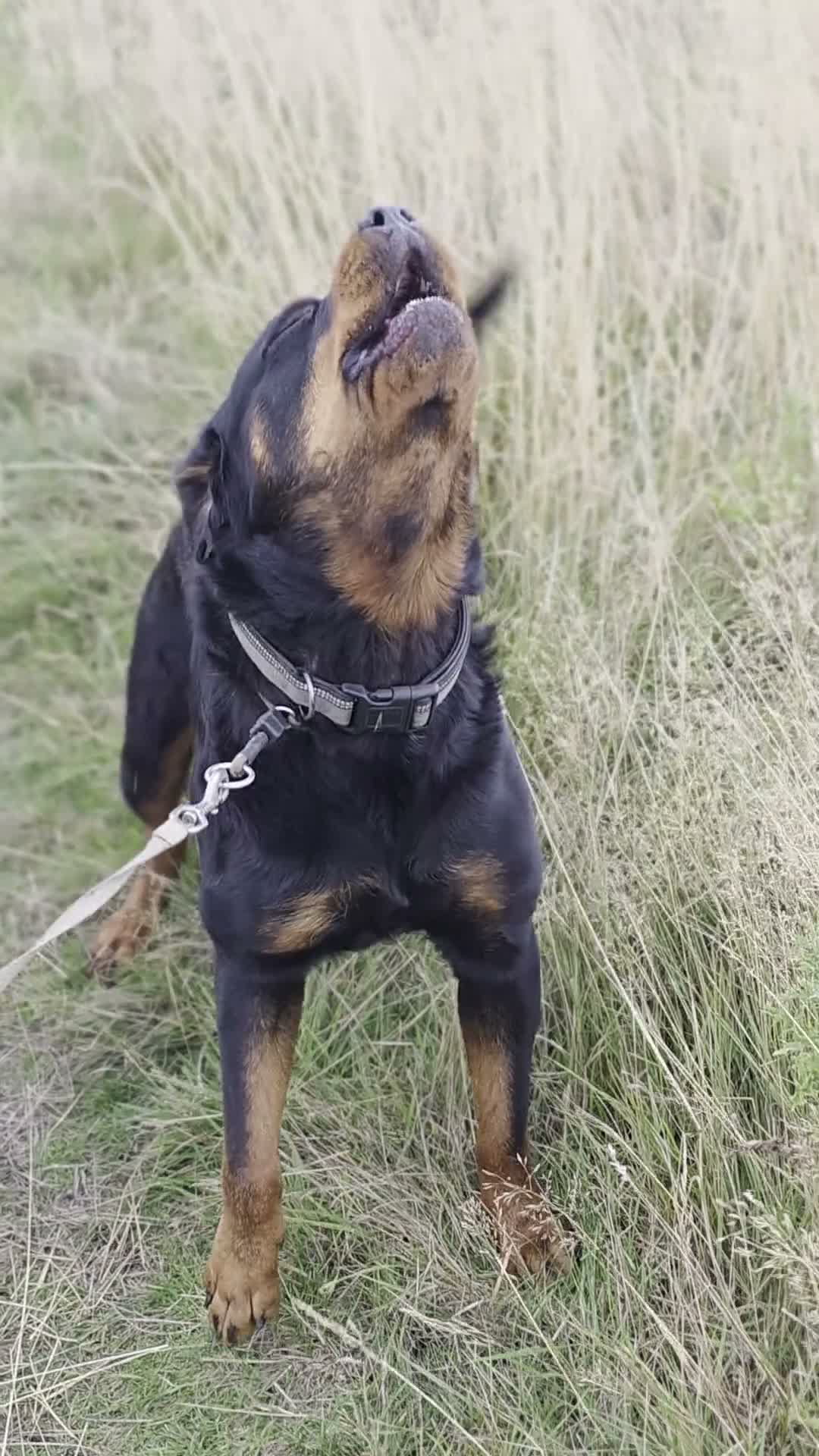 Rottweiler dogs for sale: Looking for his forever home - Video 1