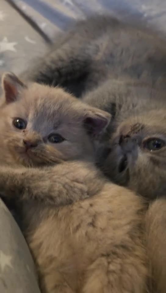 British Shorthair cats for sale: British Shorthair Kittens  - Video 1