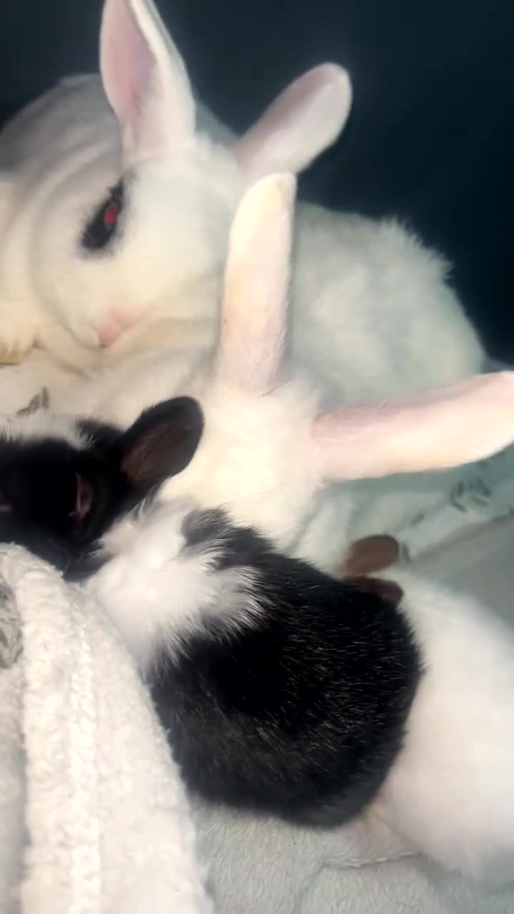 Mixed Breed rabbits for sale: Beautiful black rabbit and brown and white  - Video 1