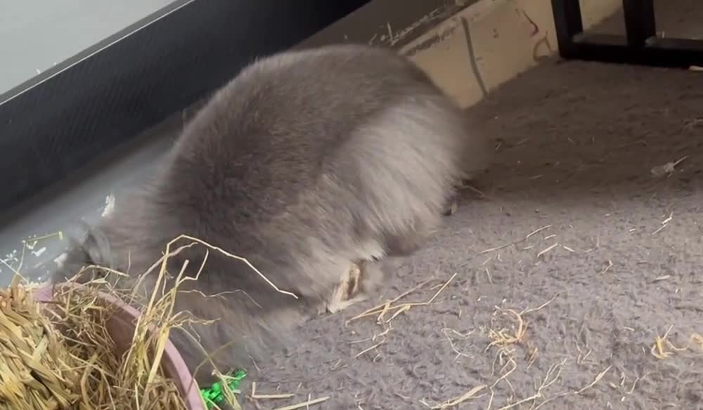 Lionhead rabbits for sale: Minilop x lionhead , spayed female , approx 3yrs. in Wednesbury - Video 1