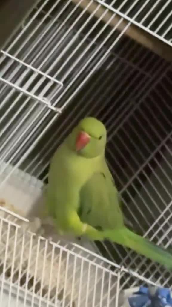 Ringnecks birds for sale: This little ringneck is finding a new home in Dunstable - Video 2