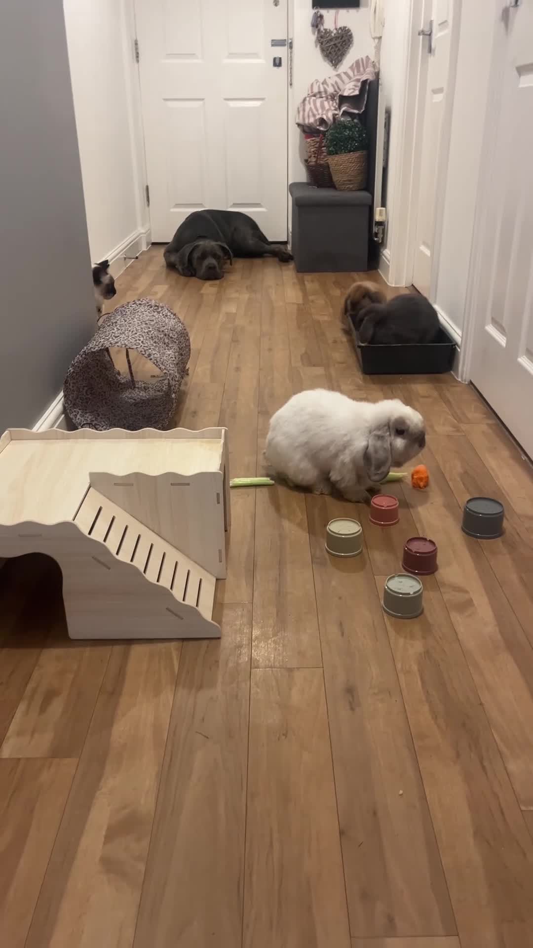 Mini Lop rabbits for sale: 🐰SOLD Vaccinated - last little baby   🐰 - Video 1