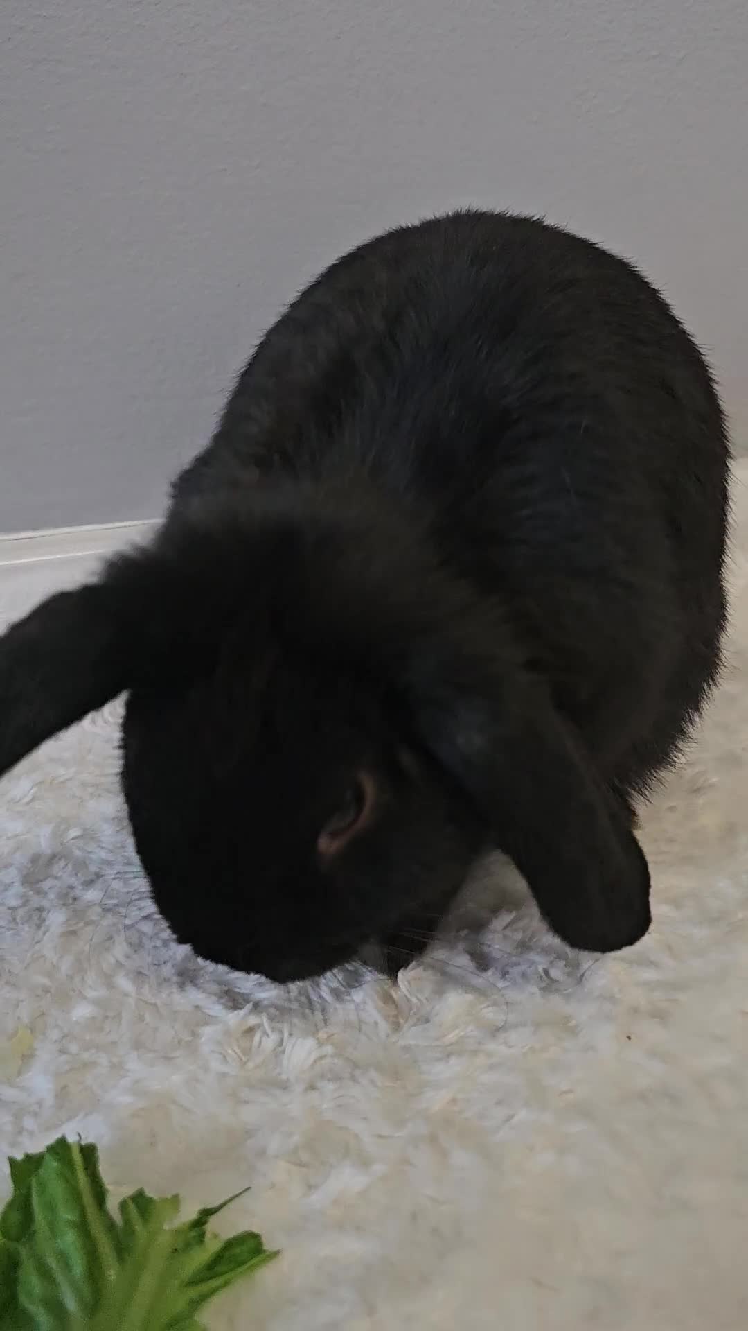 Mini Lop rabbits for sale: Beautiful mini lop 4 months old - Video 1