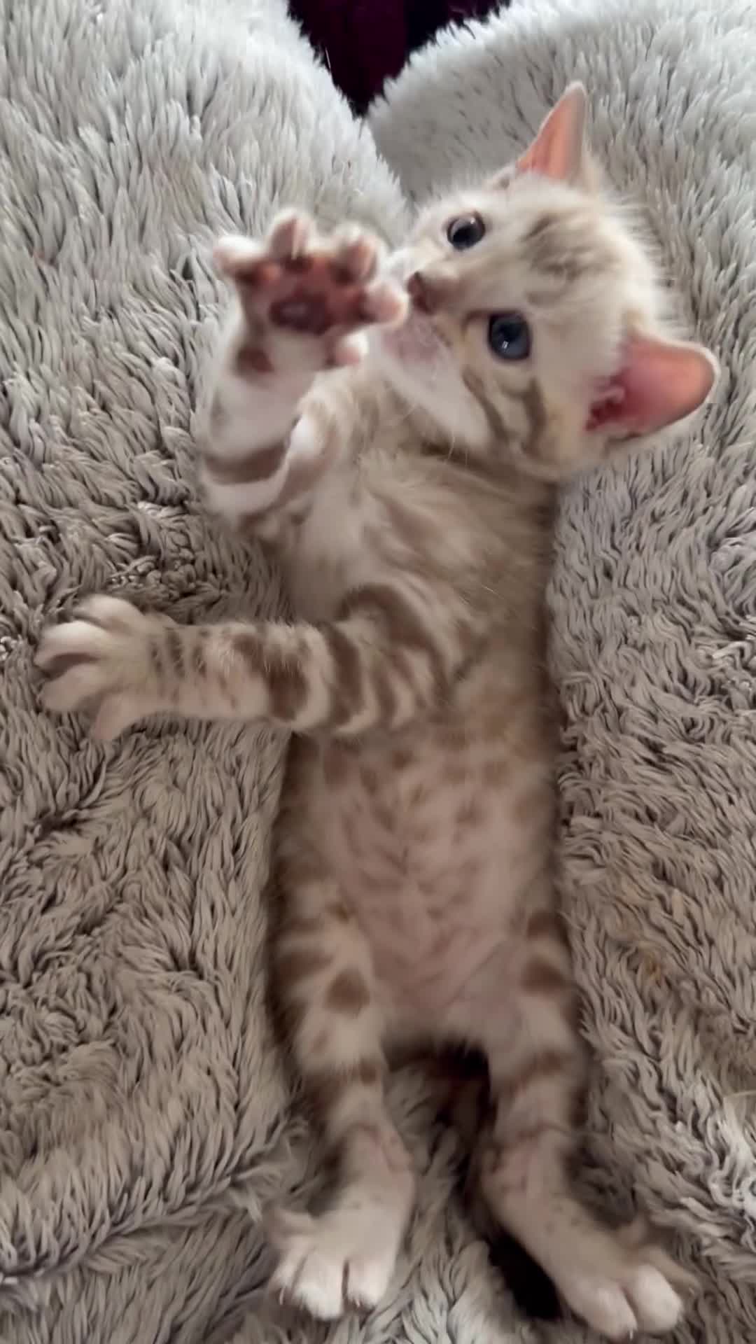 Bengal cats for sale: Champion bloodlines TICA Registered Bengal Kitten  - Video 1