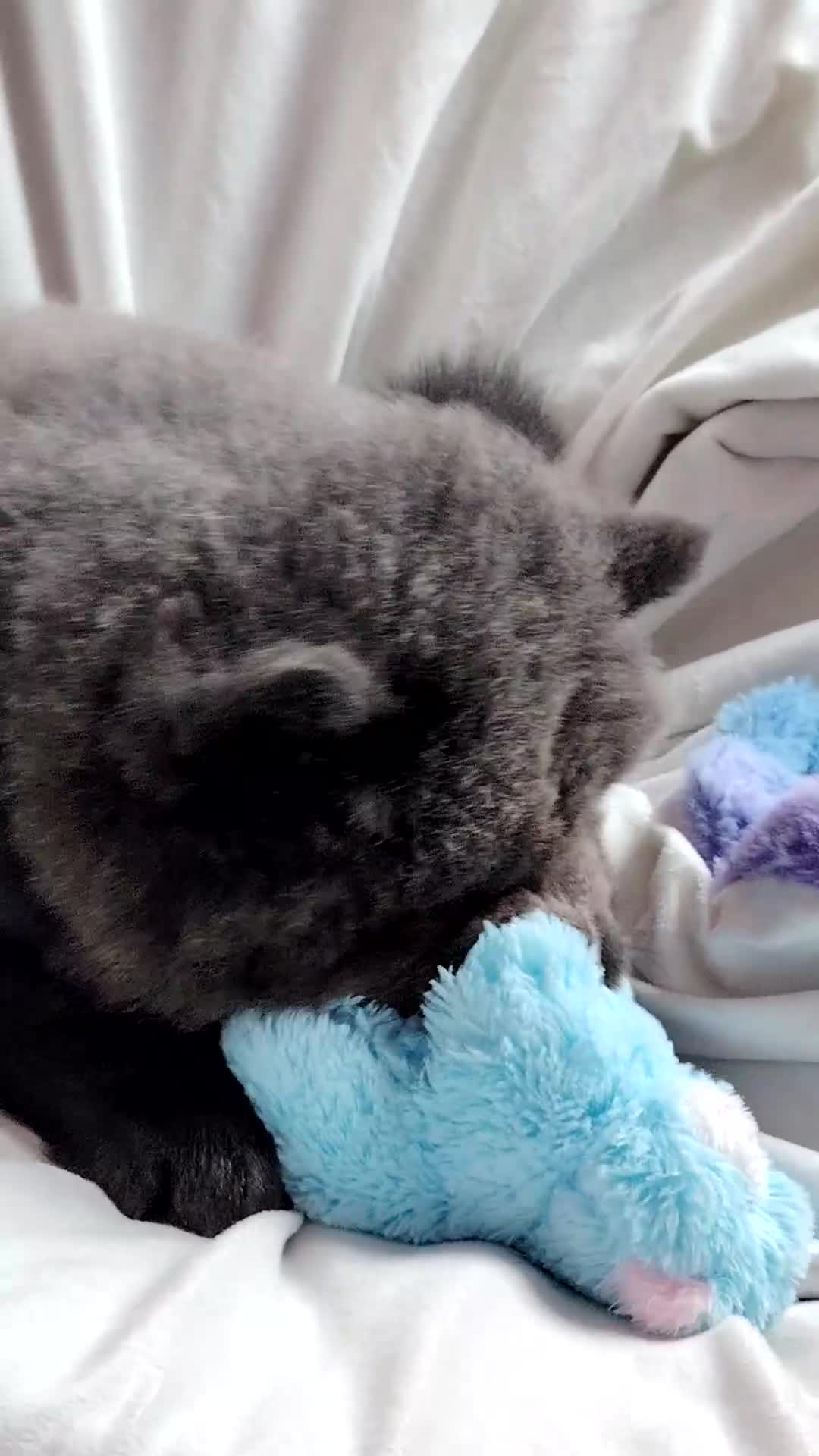 Chow Chow dogs for sale:  KC registered Chow Chow puppies for sale.🤗 - Video 1