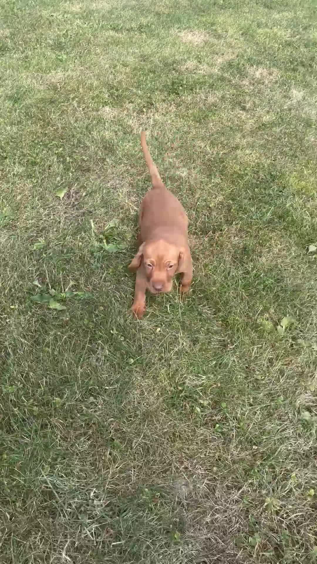 Hungarian Vizsla dogs for sale: ⭐️One gorgeous little lady ⭐  - Video 1