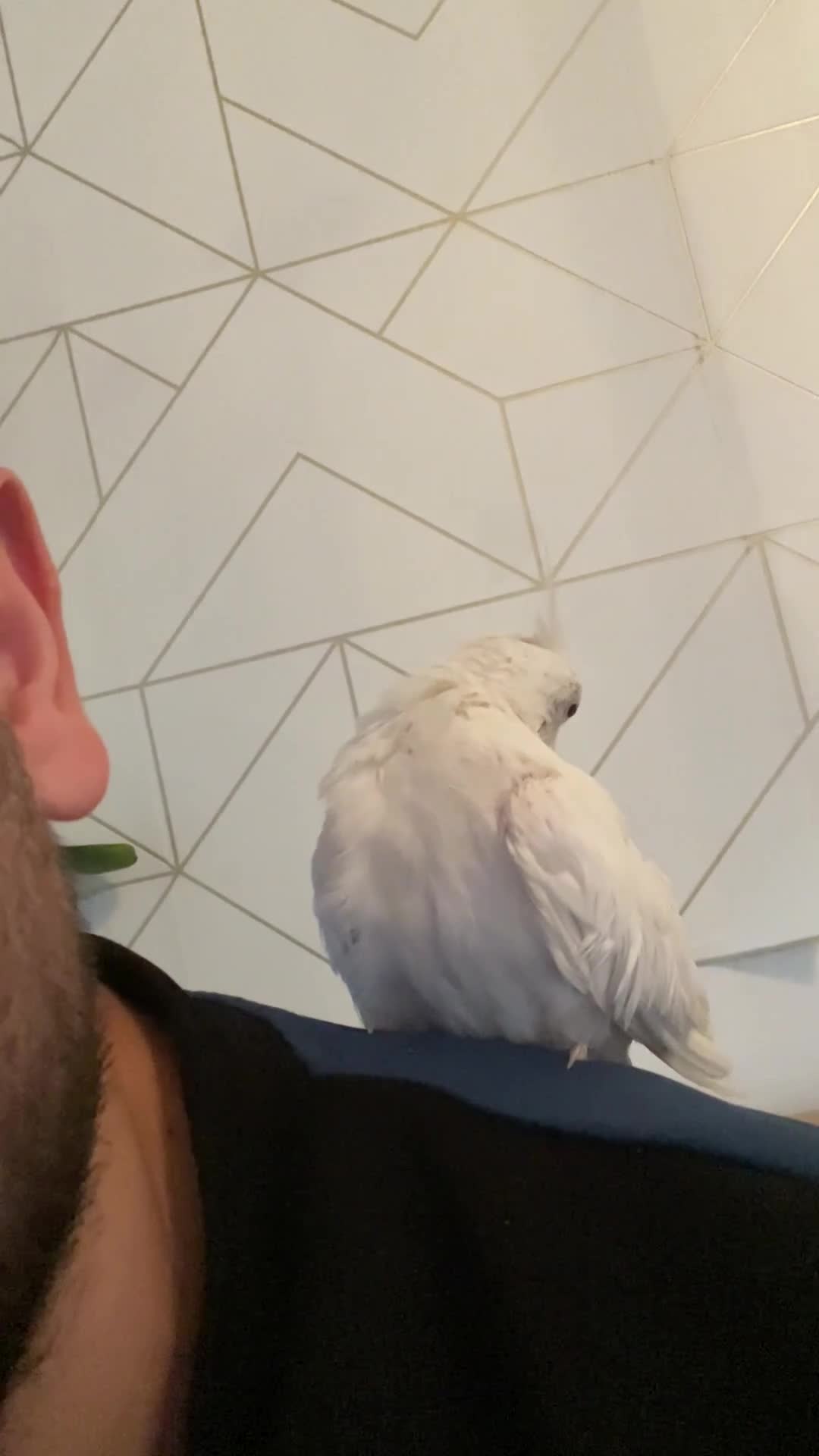 Cockatiels birds for sale: Male and female tame white cocktails for sell  - Video 2