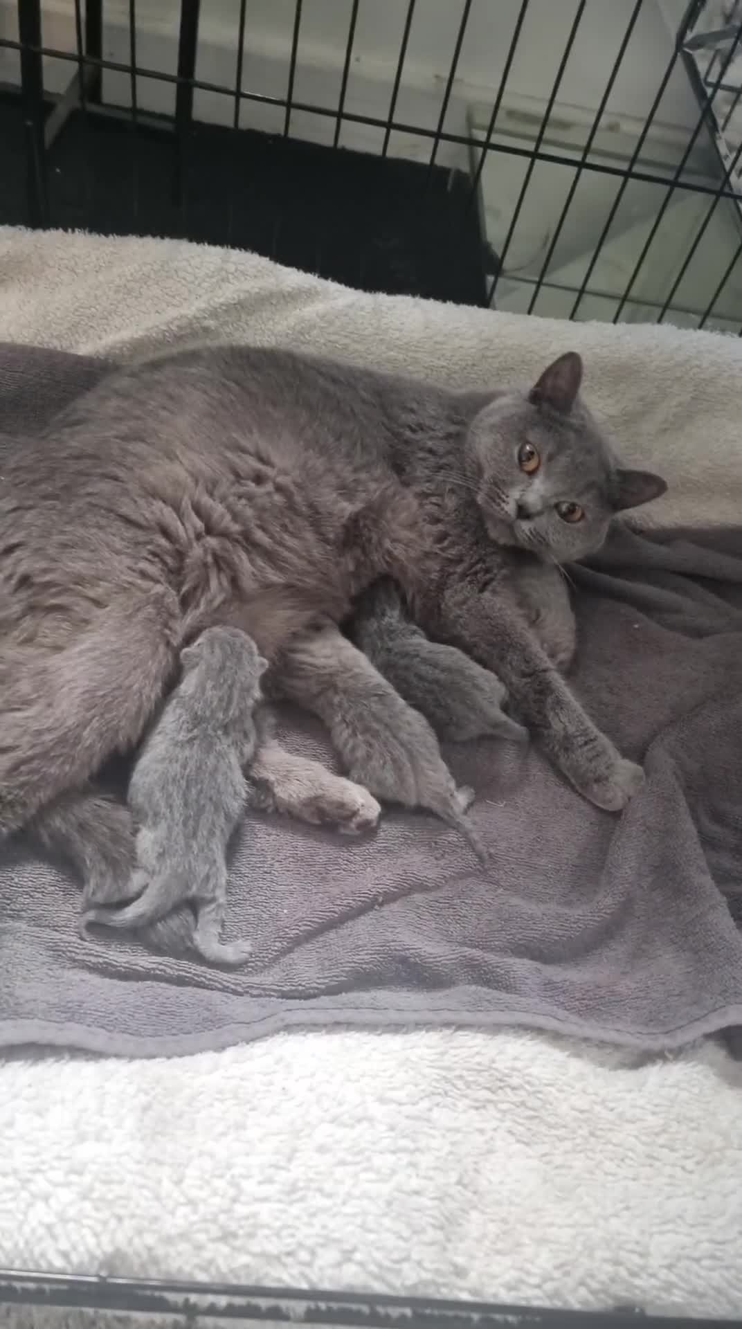 British Shorthair cats for sale: Spookie - Video 2