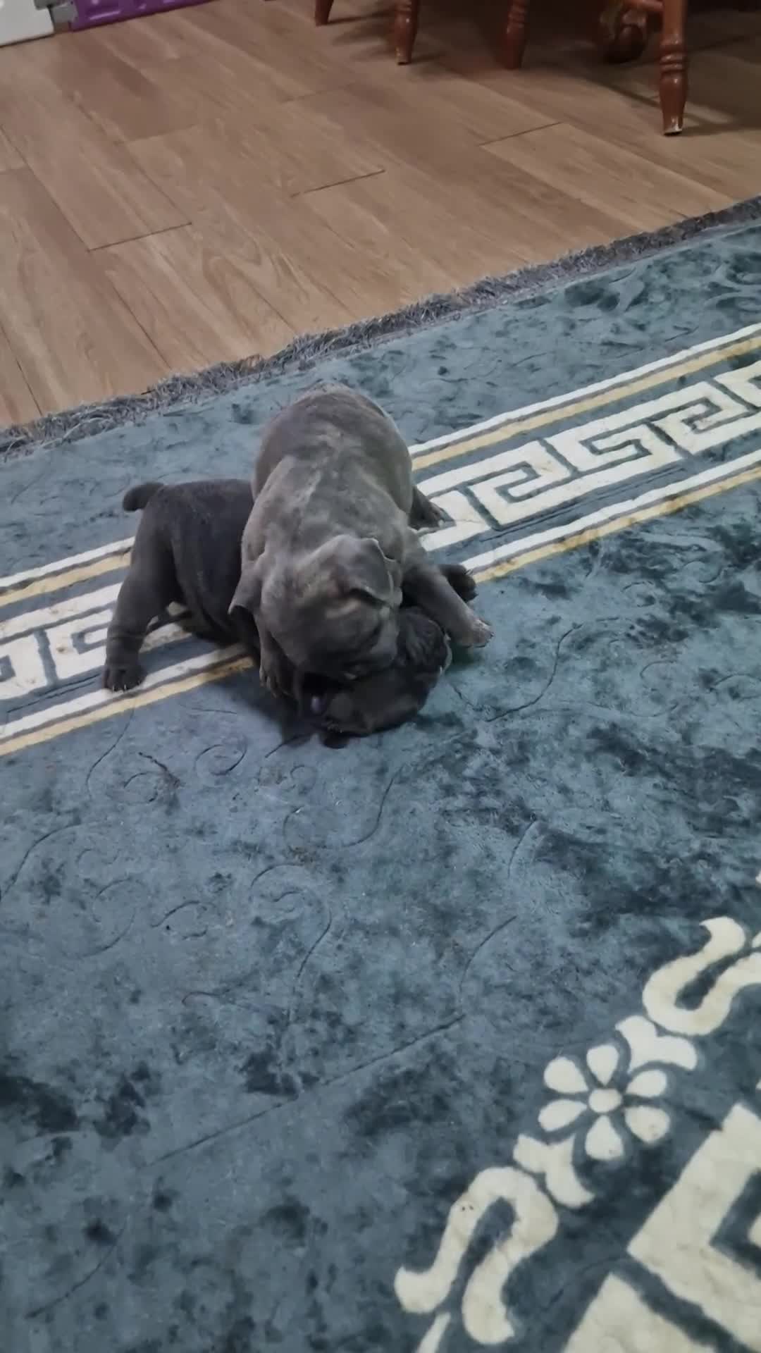 French Bulldog dogs for sale: Beautiful blue french bulldogs puppies  - Video 2