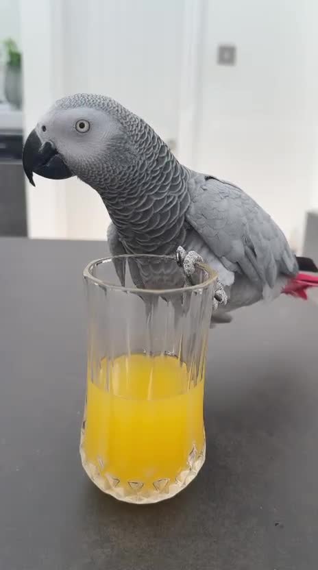 Parrots birds for sale: Extremely sad sale of our much loved Coco - Video 2