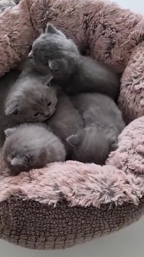 British Shorthair cats for sale: Adorable 100% British Shorthair Kittens - Video 1