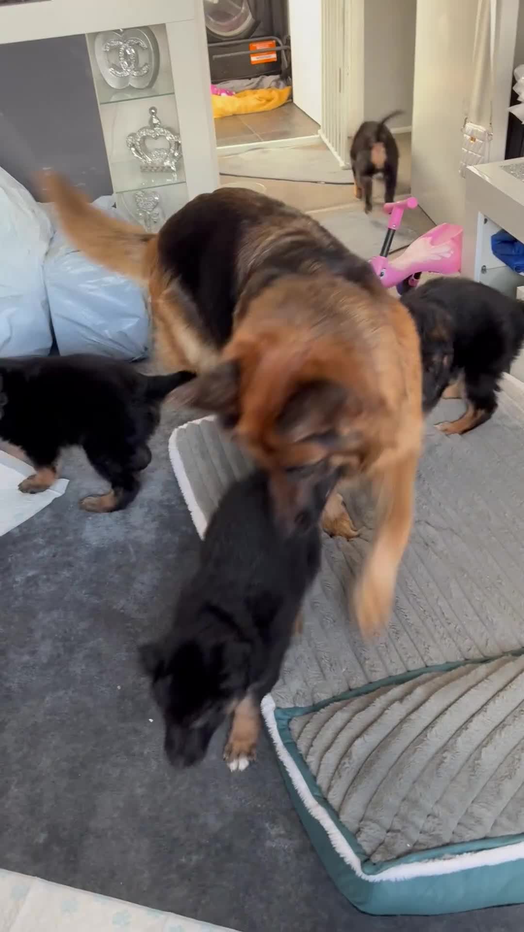 German Shepherd dogs for sale: 2 German Shepherd females puppies  - Video 1