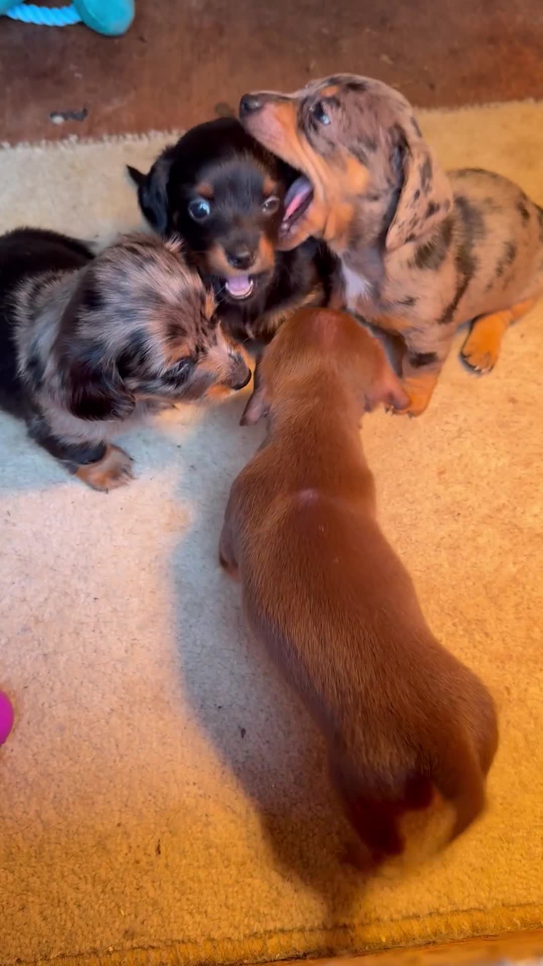 Miniature Dachshund dogs for sale: 5 playful miniature dachshund - Video 1