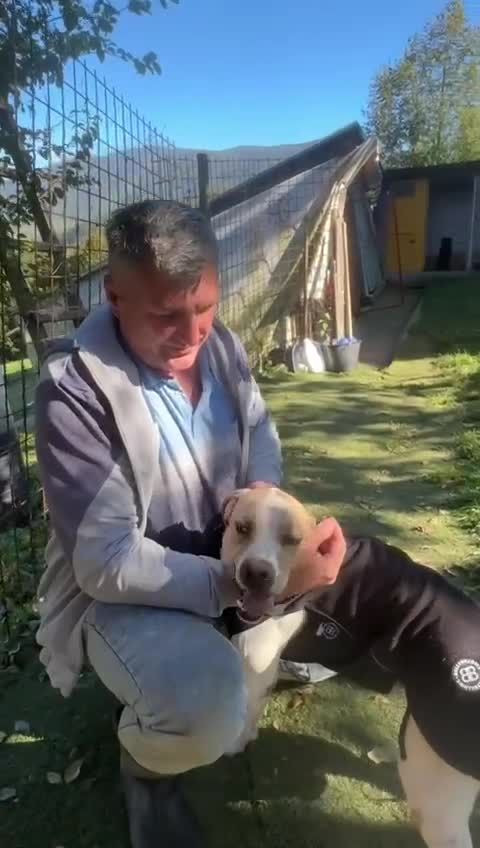 Mixed Breed dogs for adoption: ANJO  - Video 2