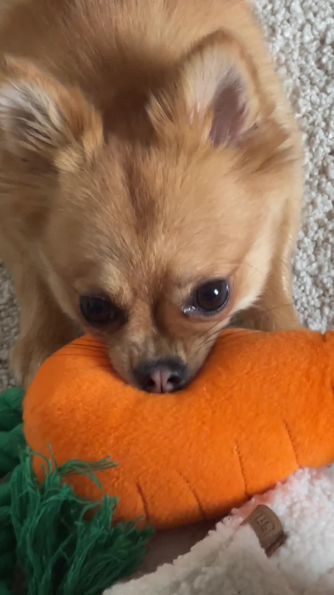 Pomchi dogs for sale: 3-Year-Old Female Pomeranian – Rehoming Needed - Video 1
