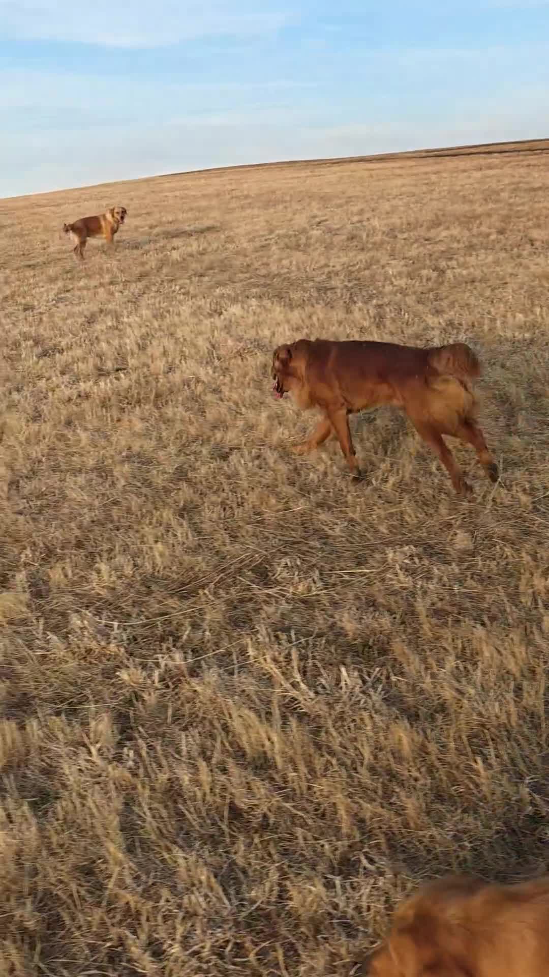 Golden Retriever dogs for stud: Kc registered dark red stud dog  - Video 1