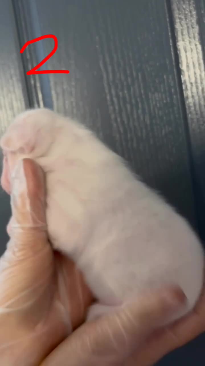 French Bulldog dogs for sale: Pink testable **s 🩷💙🍫🍪🔥 - Video 2