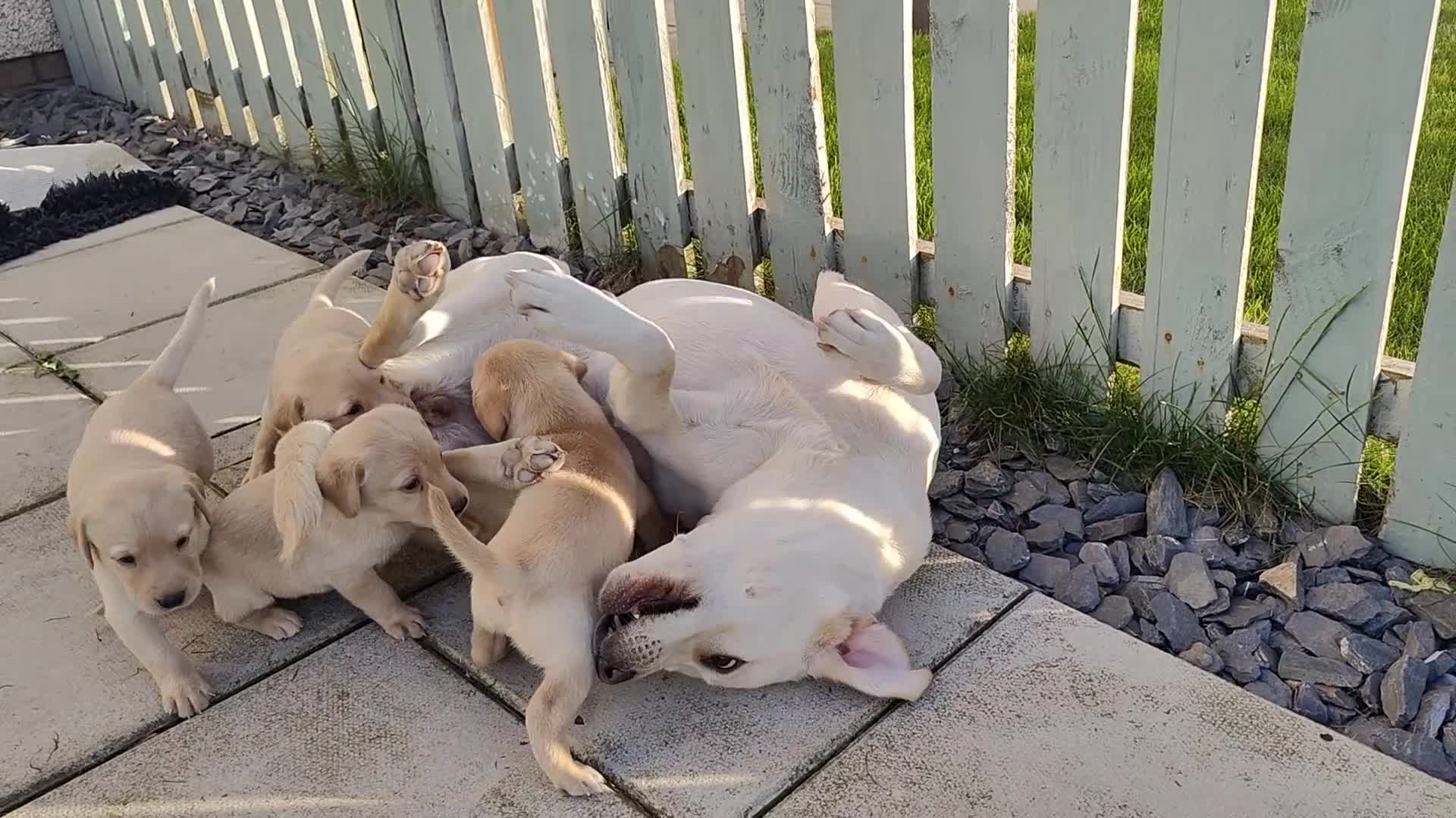 Labrador Retriever dogs for sale: Stunning, Well Bred Yellow Labrador Pups - Video 3