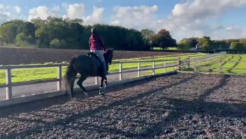 English Thoroughbred horses for sale: Milabella 16hh  - Video 1