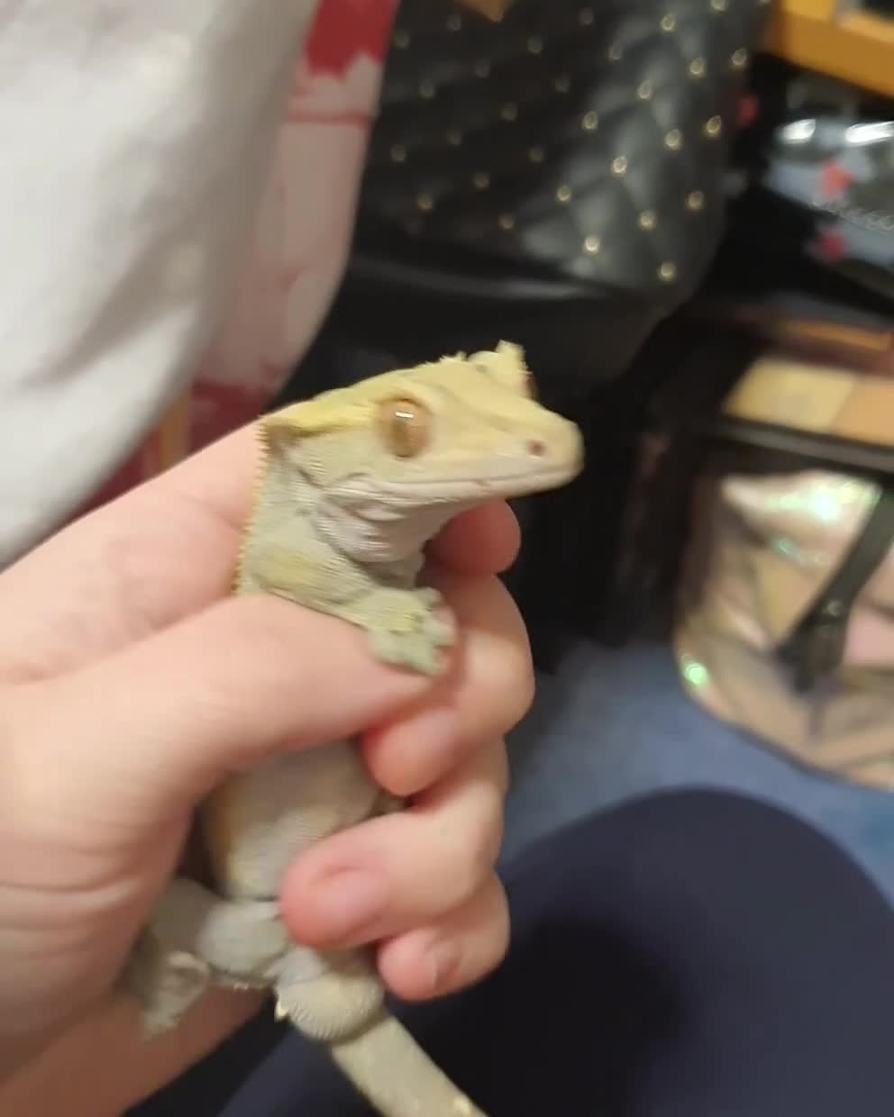 Gecko reptiles for sale: Crested gecko in Grantham - Video 1
