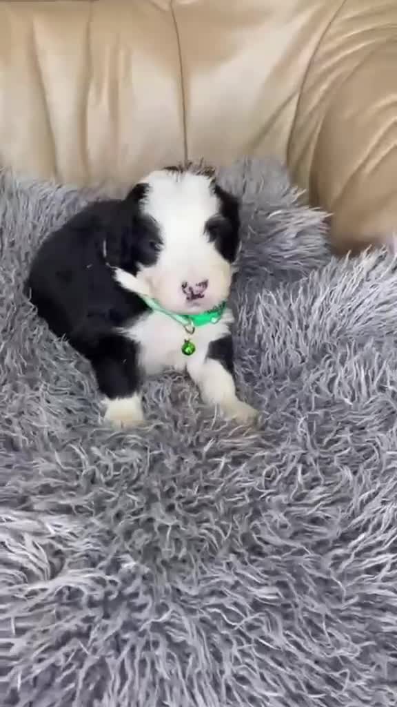Old English Sheepdog dogs for sale: Old English sheep dog puppies  - Video 1
