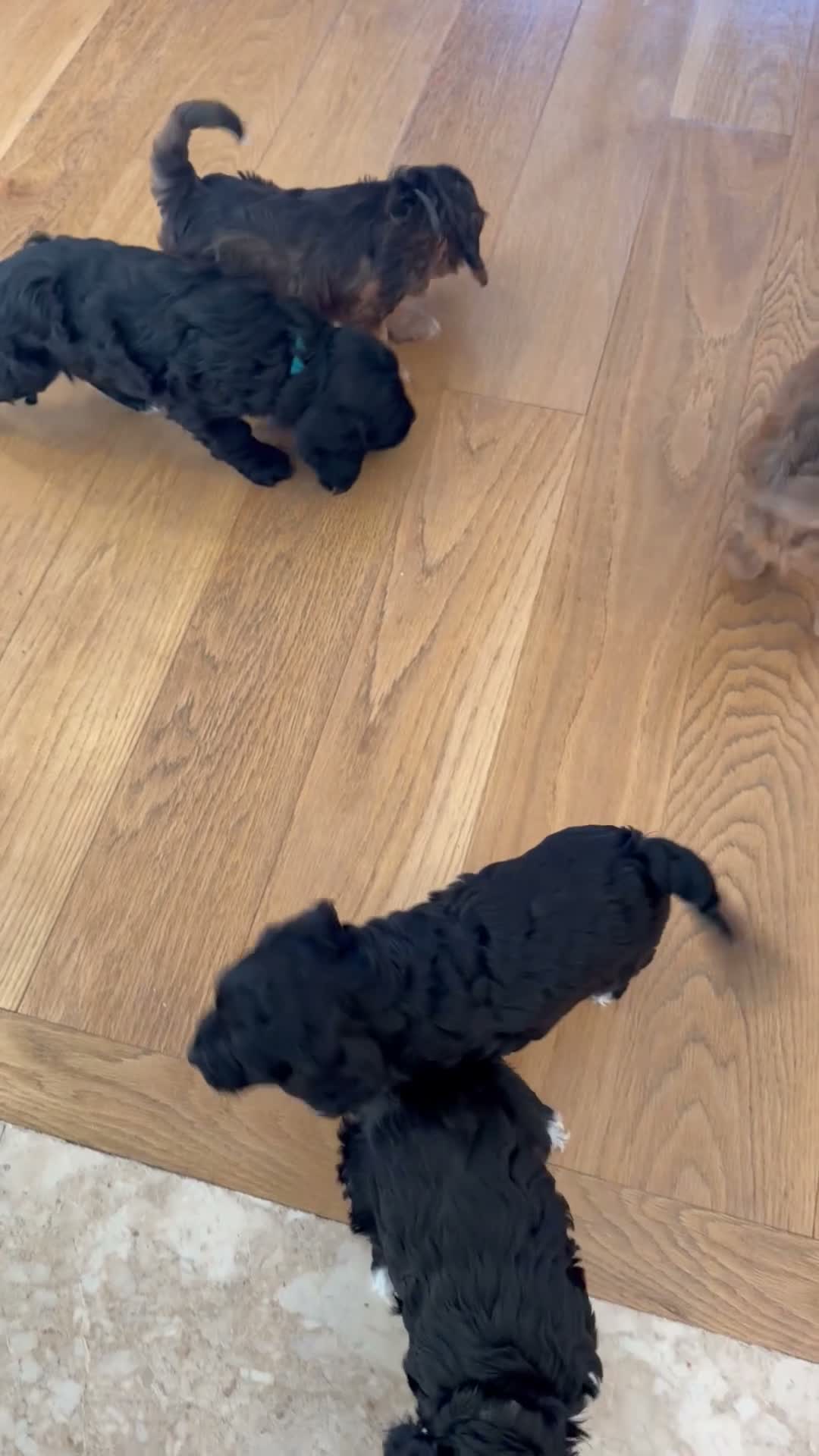Cockapoo dogs for sale: Beautiful cockerpoo puppies  - Video 2