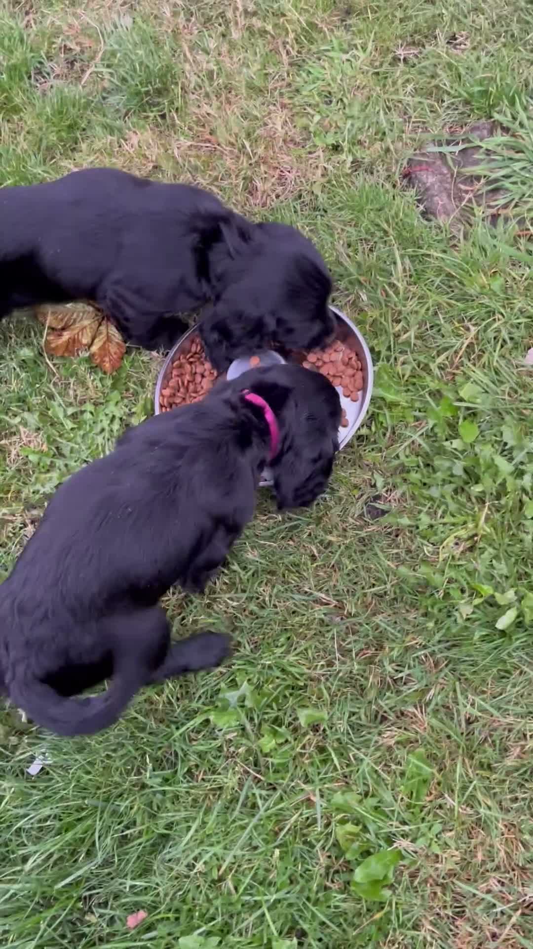 Sprocker dogs for sale: Health checked &Ready to leave , 1st vaccine   - Video 1