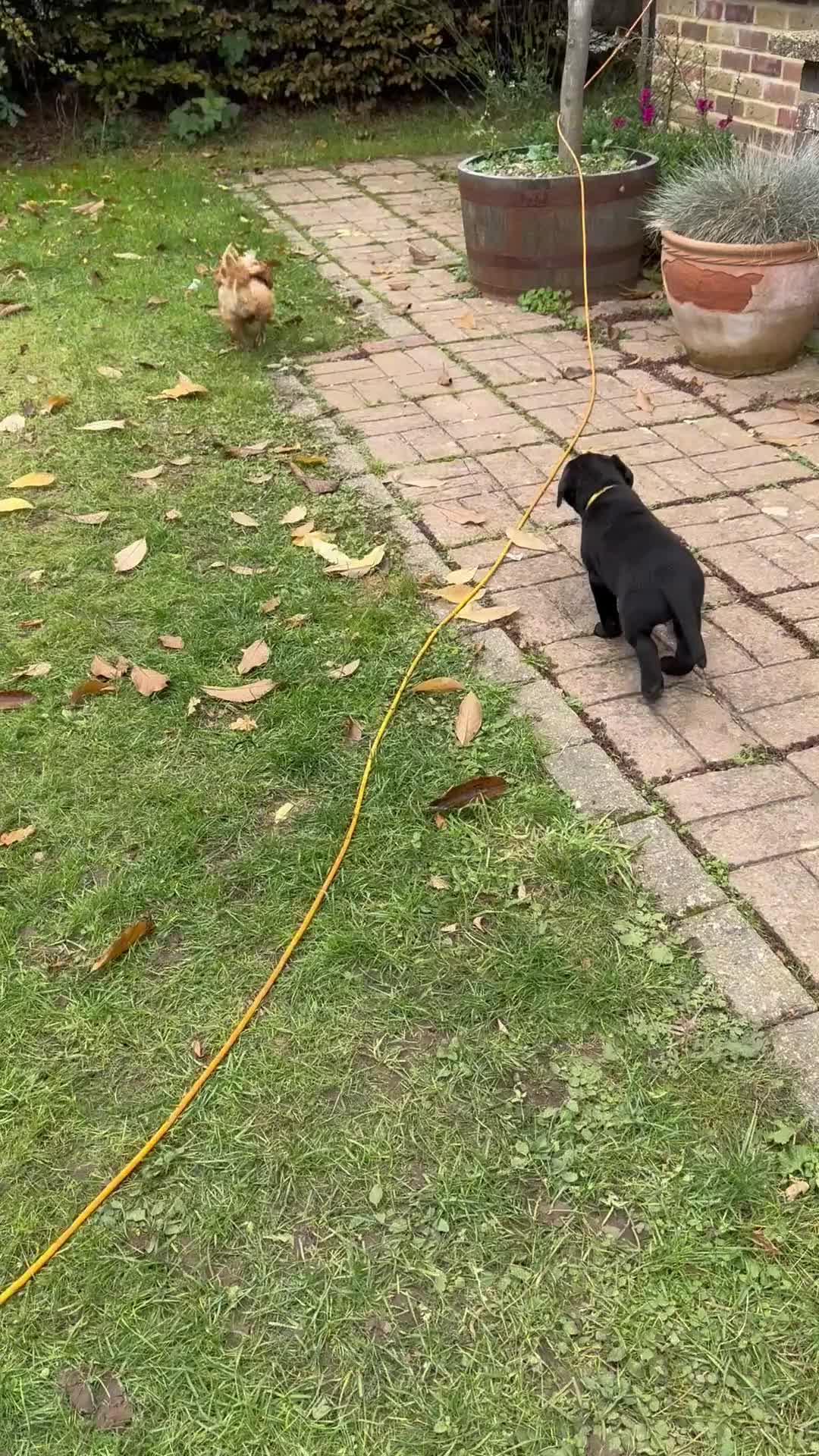 Labrador Retriever dogs for sale: One stunning girl, ready now 9Nov!  - Video 1