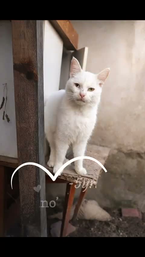Mixed Breed cats for adoption: Pacino, 4-5 yrs old. Available for adoption. - Video 1