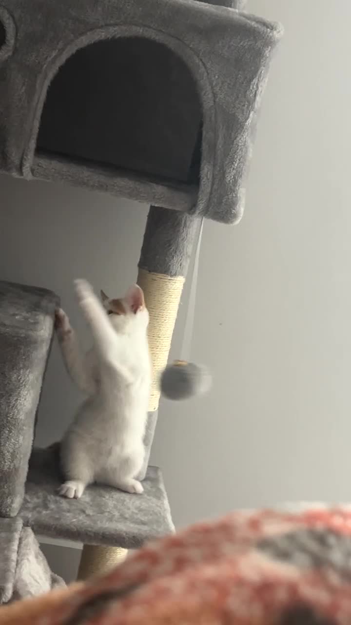 Mixed Breed cats for sale: 8 Week Old Kitten ready for forever home in Manchester - Video 2