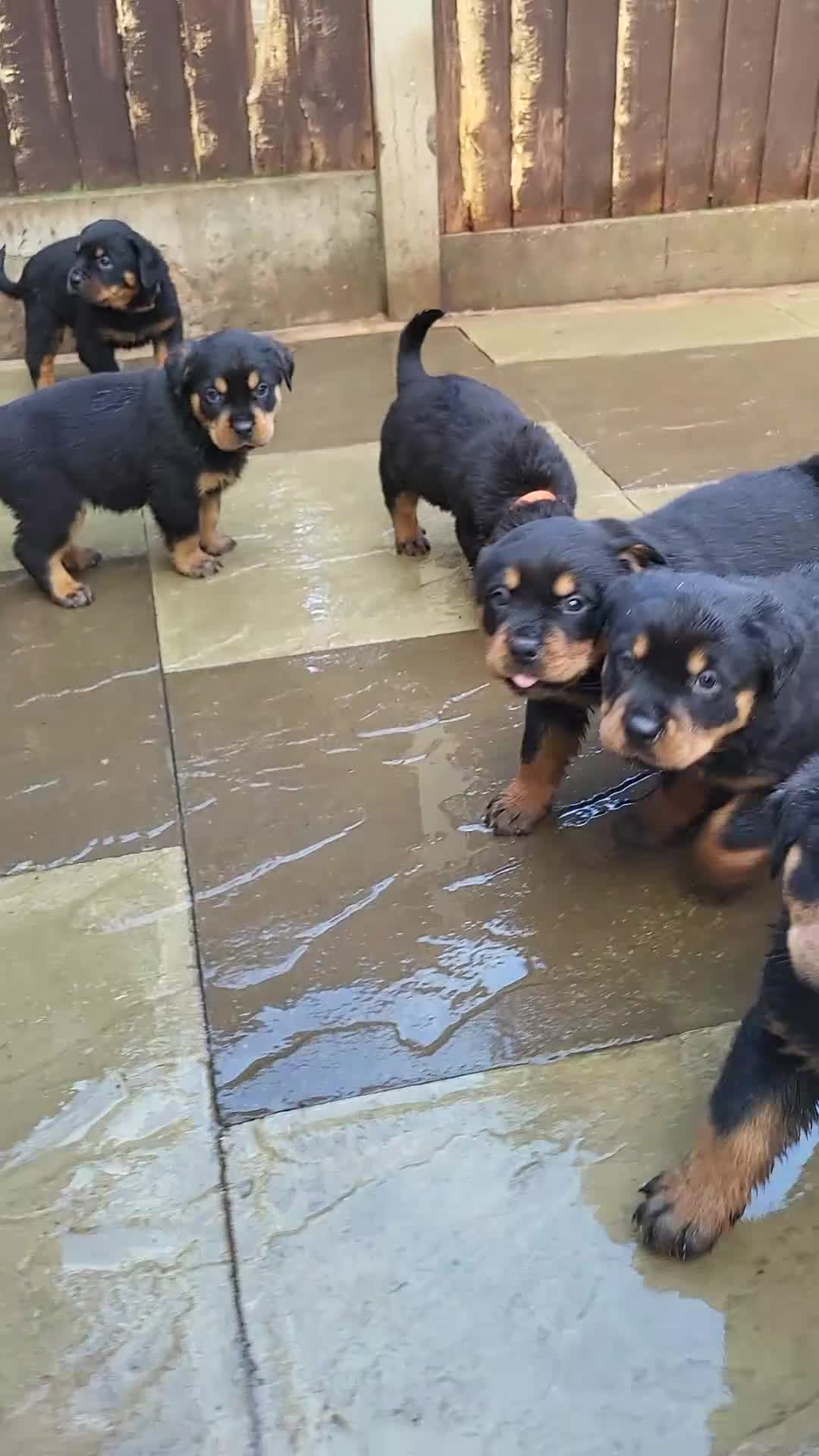 Rottweiler dogs for sale: Rotty pupps for sale 13 ( 6 girl 6 boy) left - Video 1