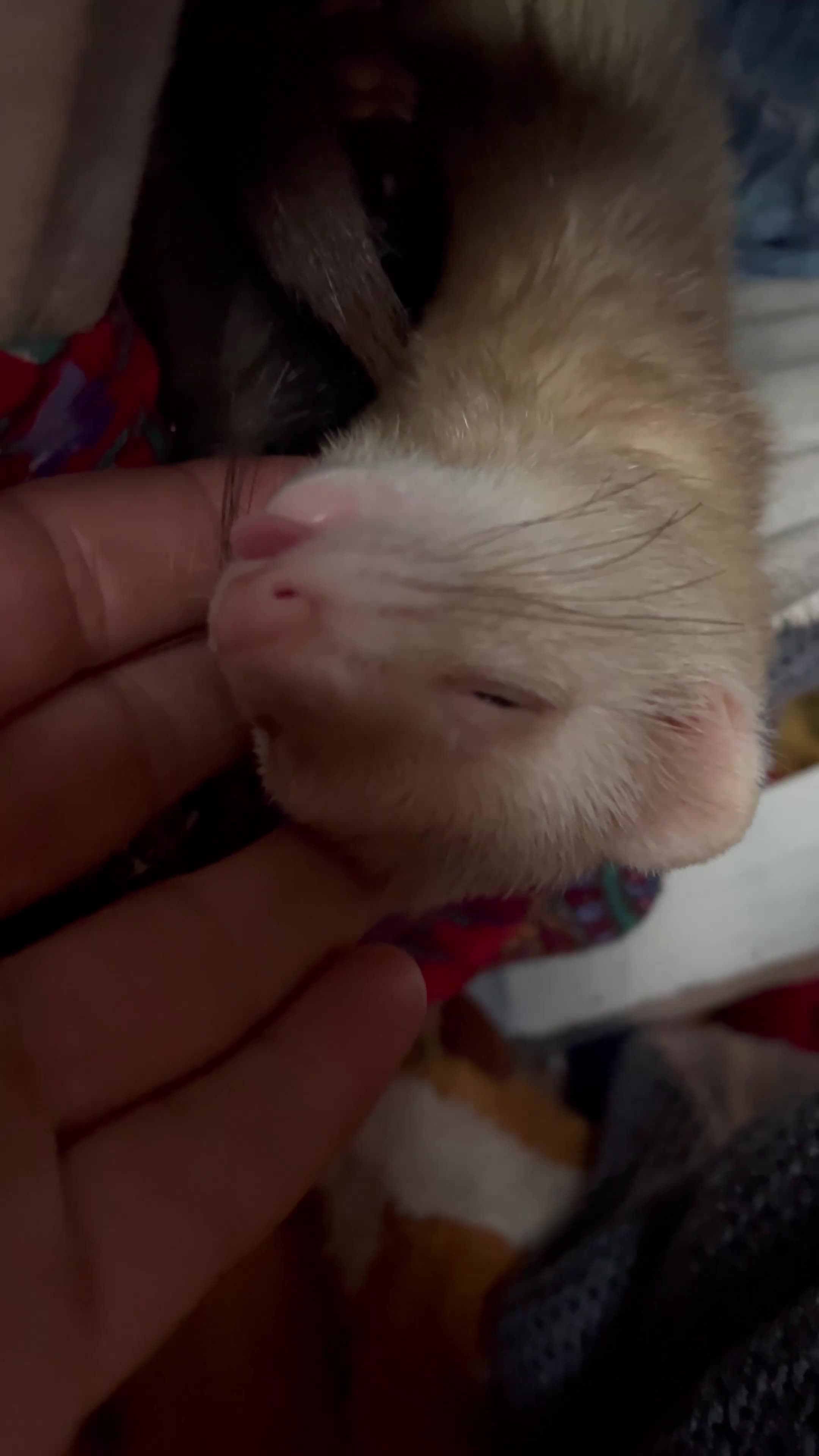 Ferret rodents for sale: 2 Jills to rehome ! - Video 4