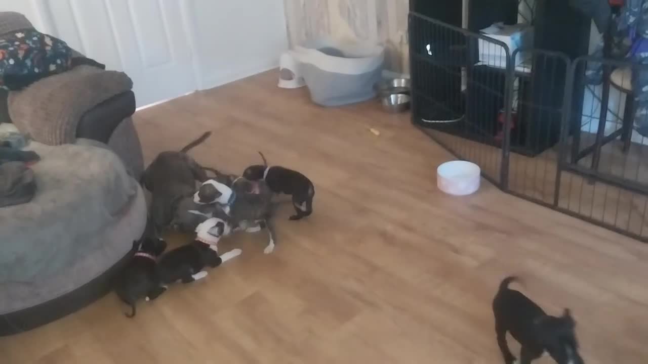 Mixed Breed dogs for sale: American bull staff - Video 2