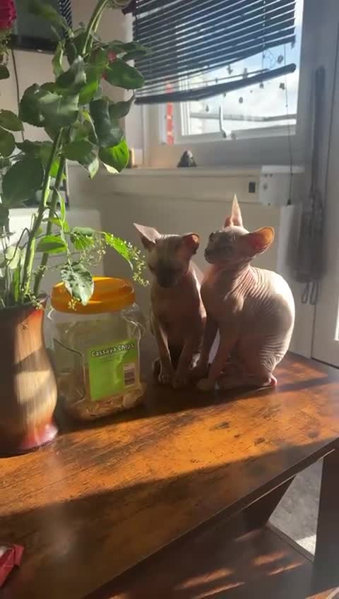 Sphynx cats for sale: Pedigree Sphynx Pair 1200£ both kittens  in Romford - Video 1