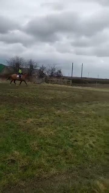 Irish Sports horses for sale: Khal  9 year old 17.2/3hh Irish sport horse  - Video 4