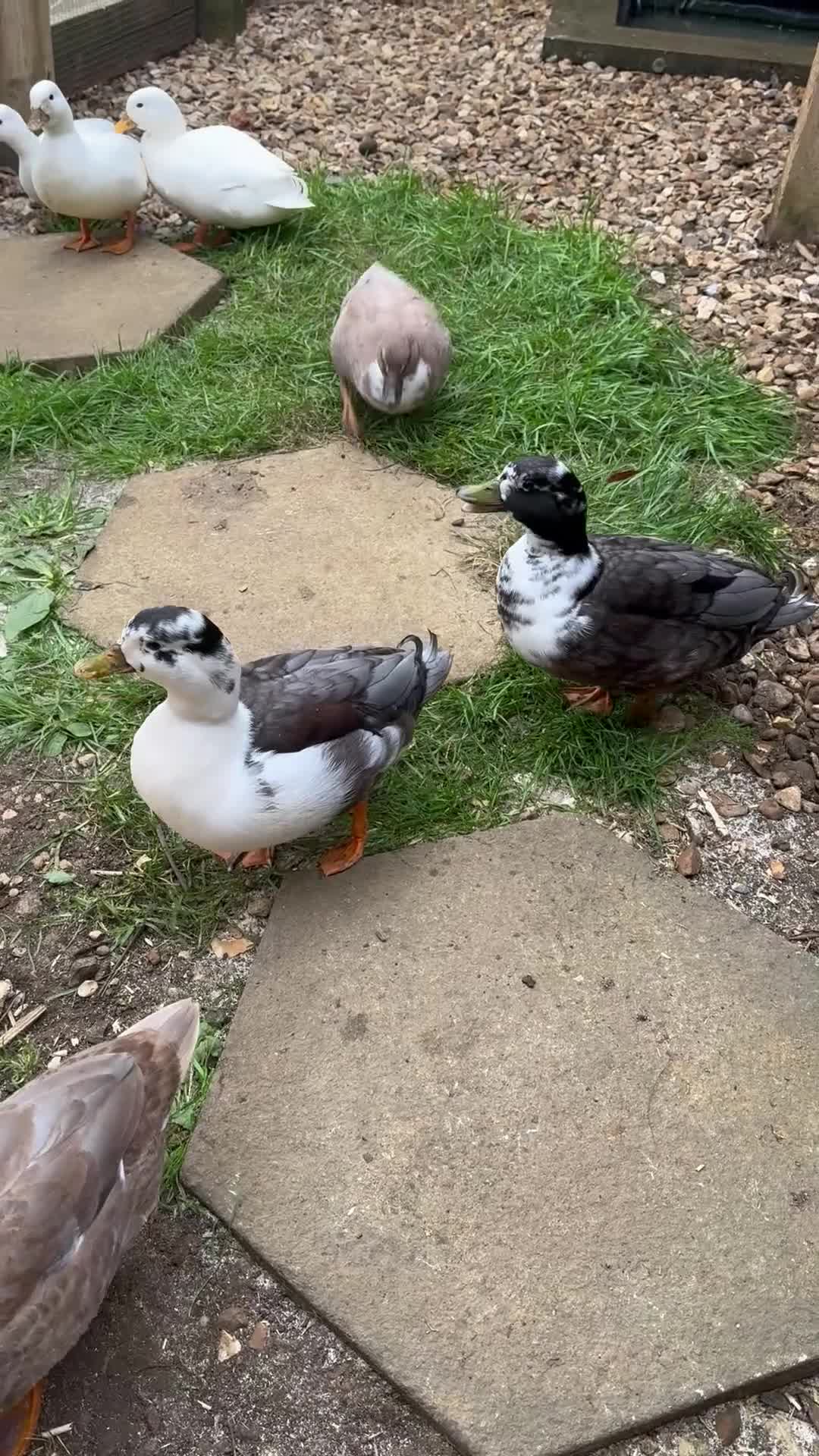 Ducks poultry for sale: 2 Drake 8 month old Call Ducks - Video 1