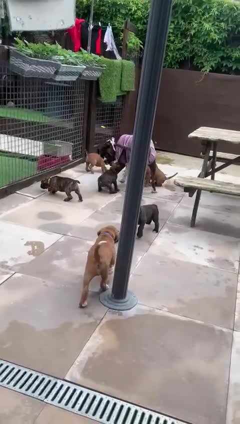 Boxer dogs for sale: Female bobtail brindle boxer puppy in Rotherham - Video 4